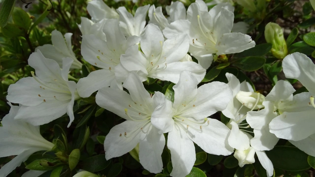 'Driven Snow'